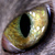 Madcat1314