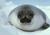 swlu2