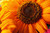 emeraldlotus emeraldlotus