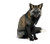 5silverfox