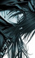 black_eyed_junco