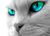cateyez01