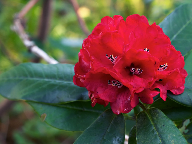 Nepal National Flower