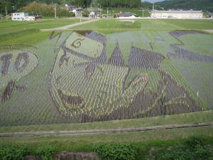 naruto rice fields 