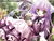 purp1ebabe