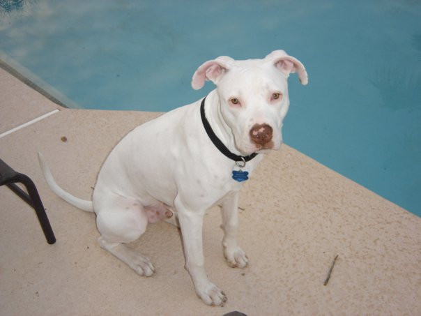 Maltese Pitbull Mix