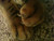 colliegirl1234