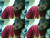 animelover_JJ
