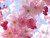 cherryblossom2236