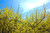 autumn_dreamsicle