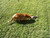 candyrats1321