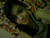 lobolove02