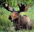 vancouvermoose