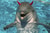 red_de_vil