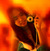 sarleen1929