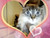 yorucat