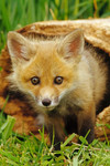 lnewolf