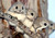 chococat251