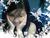 amu_chan14
