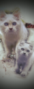 cloudysky-