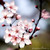 daniegirl_sakura92 daniegirl_sakura92