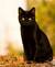 mew_4_ever