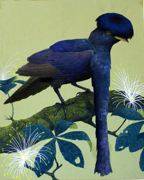 Зонтичная птица. Эквадорская зонтичная птица. Эквадорский ГОЛОВАЧ. Амазонская зонтичная птица. ГОЛОВАЧ птица.