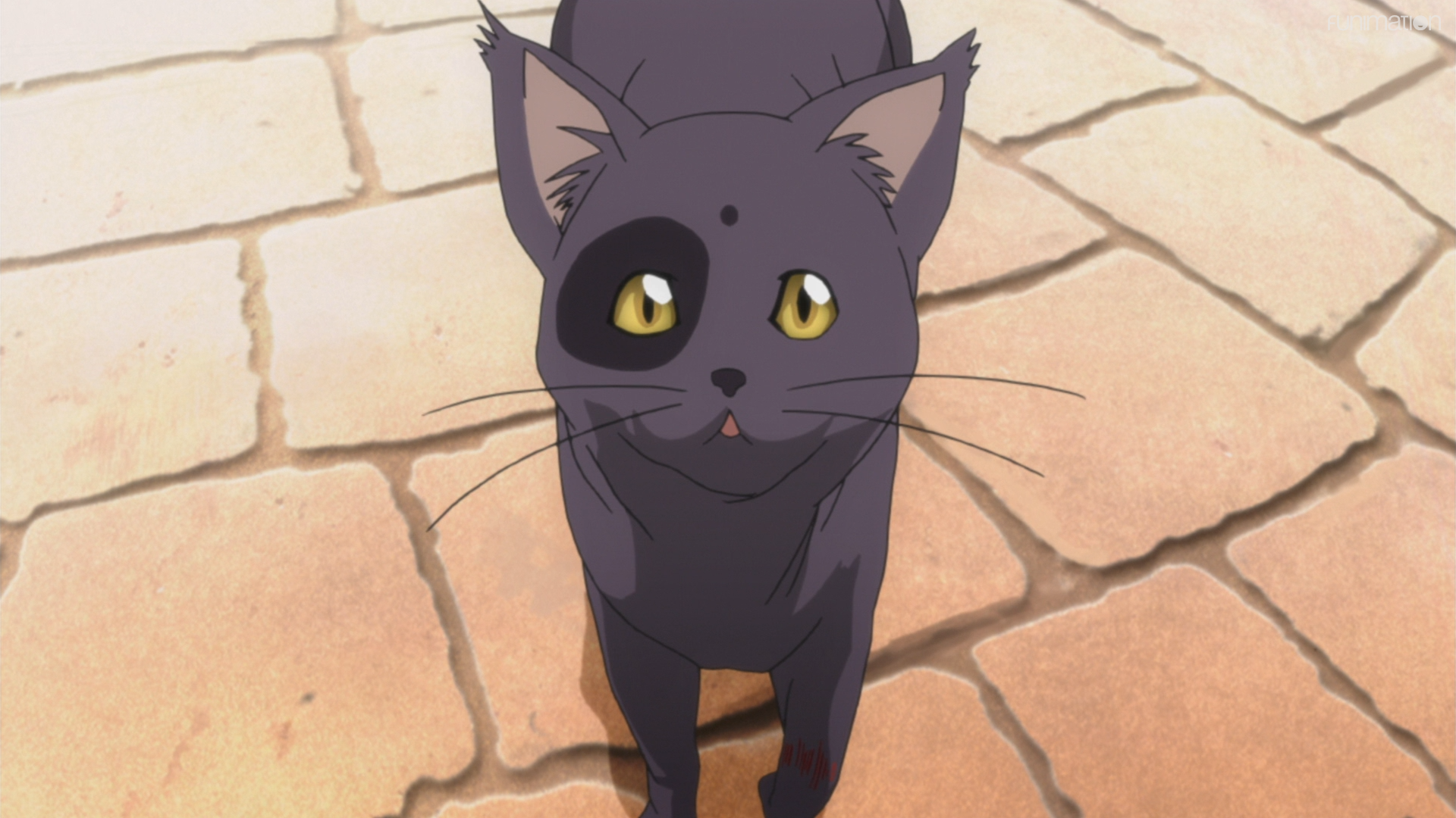 Gato negro, anime, callejero