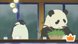 Mr. Handa's Discussion! / Panda Mama's Daily Life