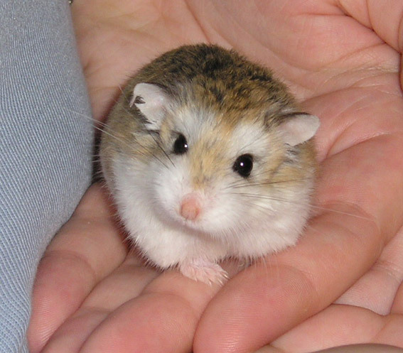 Russian Hamster Pictures