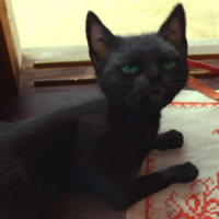 Kiki S Delivery Service Cat Voice Kiki S Delivery Service Cat Voice